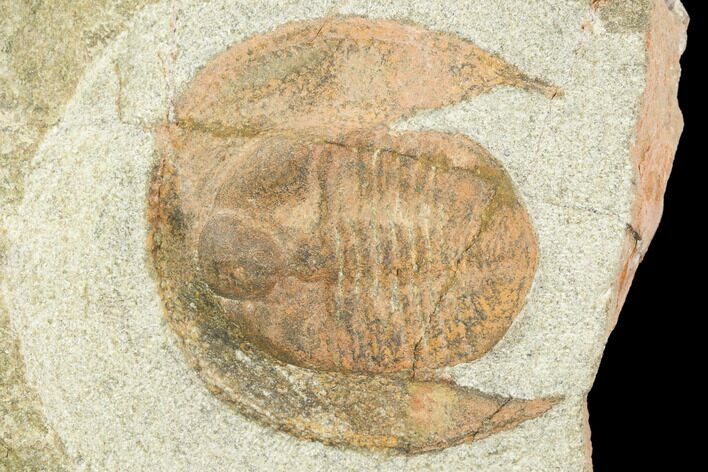 Fossil Trilobite (Declivolithus) - Morocco #120750